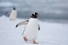 Lo pingüin (12.8.2025)